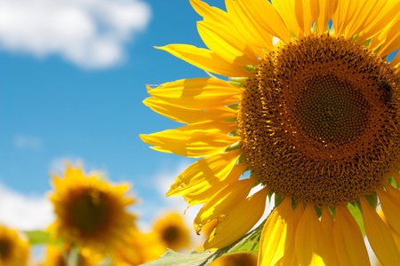 close-up view of sunflower with cloudy sky in Julyの写真素材