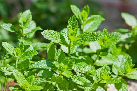Fresh mint leaves, in branchの写真素材