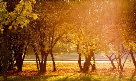 Landscape with trees in autumn with a sweet orange atmosphereの写真素材