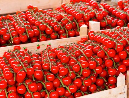 Bunches of fresh cherry tomatoes on a market stallの写真素材