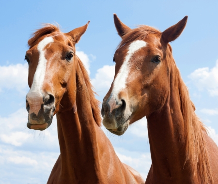 Portrait of two brown horses on blue skyの写真素材