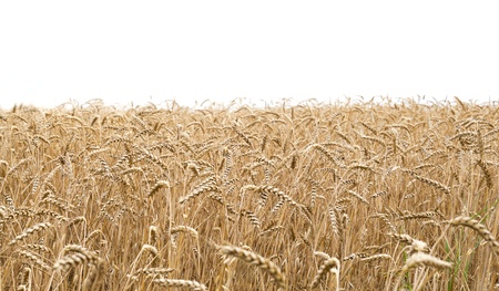 Closeup view of a wheat field and white background on the topの写真素材