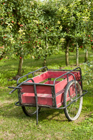 Old cart to pick the apples in an orchardの写真素材