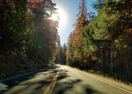 Forest Roadの写真素材