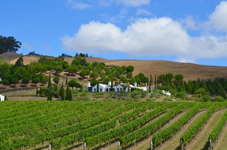 New Zealand Vineyardの写真素材