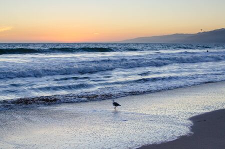 Lone seagull walking on the beach at sunsetの写真素材