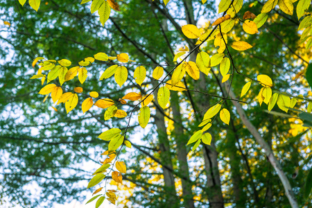 Scene from trails near Seneca Rocks, West Virginia in the Fall