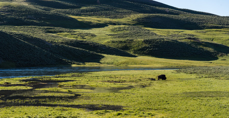 A buffalo grazing on grass in Yellowstone National Park, Wyomingの写真素材