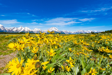 Alpine Wildflowers with the Teton Range in the backgroundの写真素材