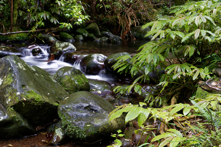 River through the forest in Mt Pirongia, Waikato, New Zealand