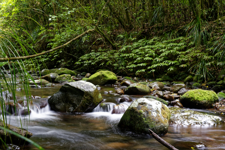 River through the forest in Mt Pirongia, Waikato, New Zealand