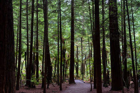 A trail through Whakarewarewa redwood forest in Rotorua, New Zealand