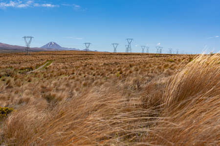 Tussock grass in Tongariro National Park, North Island, New Zealandの写真素材