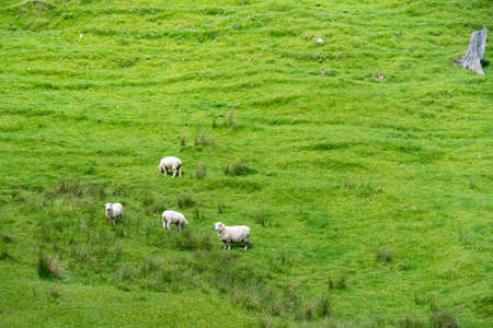 Lush green countryside with sheep in the Manawatu region of New Zealandの写真素材