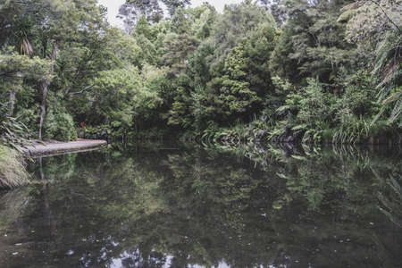 A lake surrounded in lush green foliage in Hamiton Gardens, New Zealandの写真素材