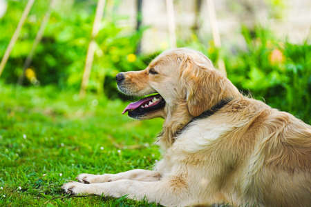 A golden retriever dog with a happy look on it's faceの写真素材