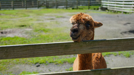 A brown Huacaya Alpaca on a sunny dayの写真素材