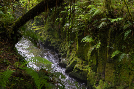 Te Whaiti nui a toi Canyon, an Ignimbrite canyon in Whirinaki Conservation Park