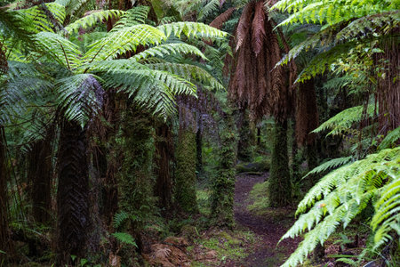 Track through an ancient podocarp forest featuring rimu, kahikatea, totara, matai and miro treesの写真素材