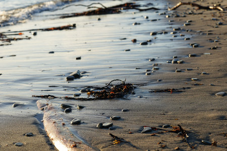 Close-up image of a beach at sunrise with seaweed, stones & logs