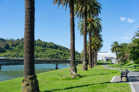 Palm trees along the riverside walk in Gisborne, New Zealand