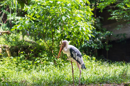 A painted stork, a large wader in the stork family. Found in the wetlands of tropical Asia and Southeast Asia.の写真素材