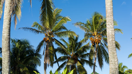 Coconut trees on the tropical Cook Island of Rarotonga