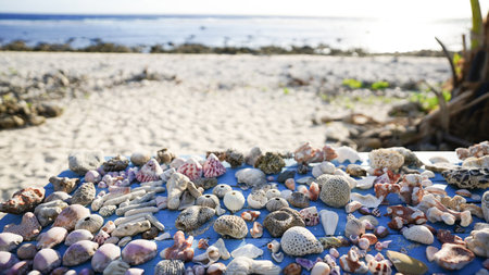 A collection of seashells on a table on a tropical beach in Rarotonga