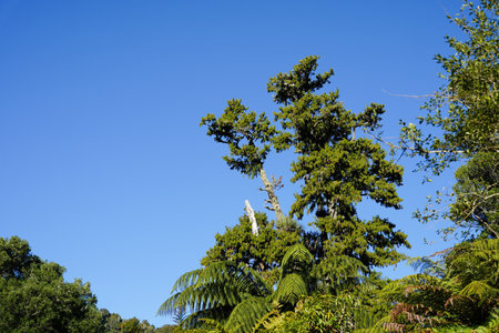 A giant rimu tree in the North Island of New Zealand