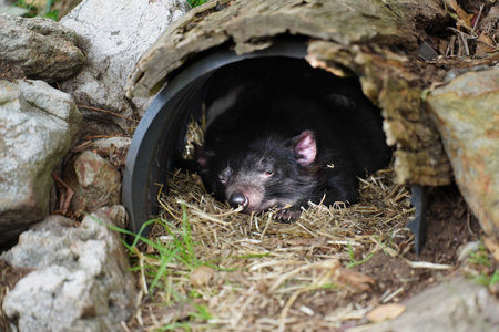 A Tasmanian Devil (Sarcophilus harrisii) in an enclosure in Australiaの写真素材