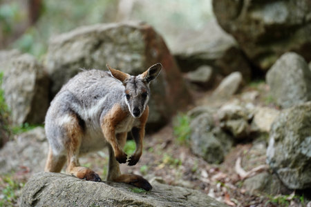 A red-necked wallaby (Notamacropus rufogriseus) close-up in an Australian parkの写真素材