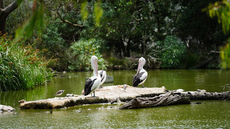 Australian pelicans (Pelecanus conspicillatus) resting on a lake in South Australiaの写真素材
