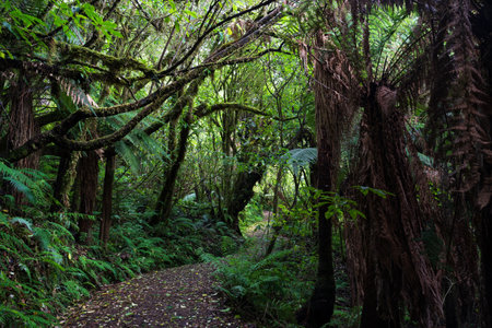 View from along the Mangawhero Forest Walk - a dense, lush forest of kÄmahi, broadleaf and five finger, with giant rimu, mataÄ« and kahikateaの写真素材
