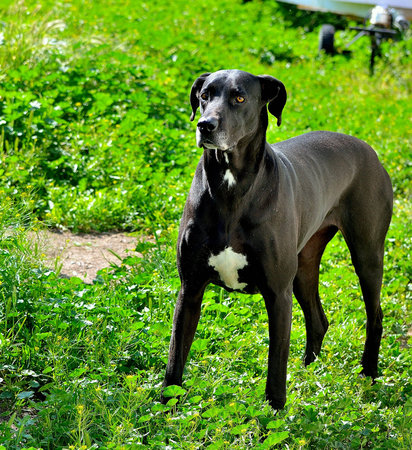 Great Dane spots something interestingの素材
