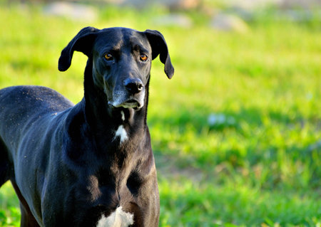 Great Dane looking at the cameraの素材