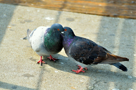 Hugging pigeonsの素材