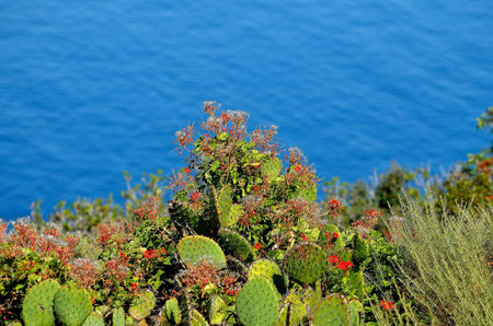 Cactus on the oceanの素材