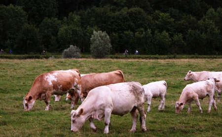 Cows
