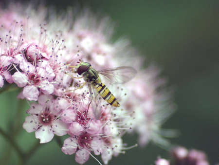 Hover Fly buzzing around pretty flowerの写真素材