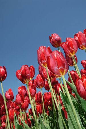 Red tulips on an angle with a blue sky backgroundの写真素材
