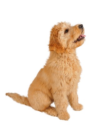 Puppy in front of white backgroundの写真素材