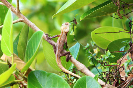 Lizard in foliage. South India.の写真素材