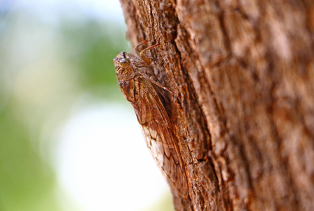 Cicada on a tree bark. Indiaの写真素材