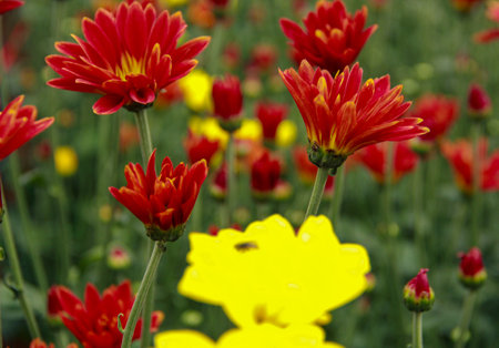 <p>Red and Yellow chrysanthemum in the garden</p>の写真素材
