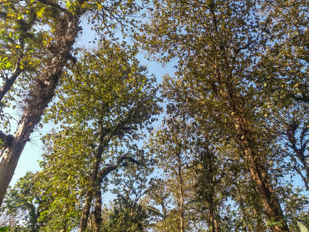 Beautiful landscape of big tree in the tropical forest with low angel viewの写真素材