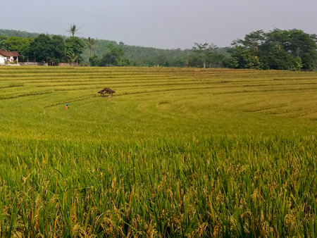 Amazing expanse view of yellowed rice fieldsの写真素材