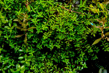 dark green leaves of native ludwigia arcuata evergreen vines, earth dayの写真素材