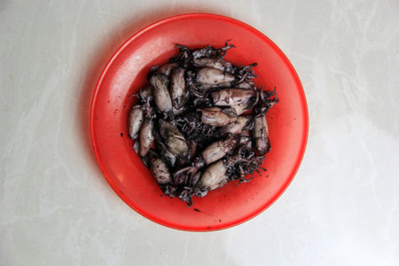 steaming squid on a white backgroundの写真素材