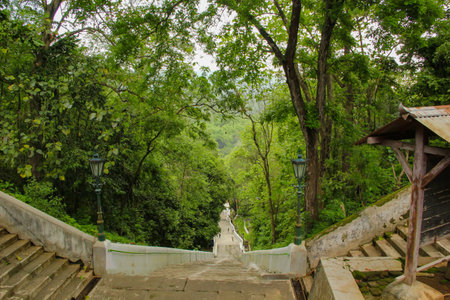 stairs down in the middle of the forest