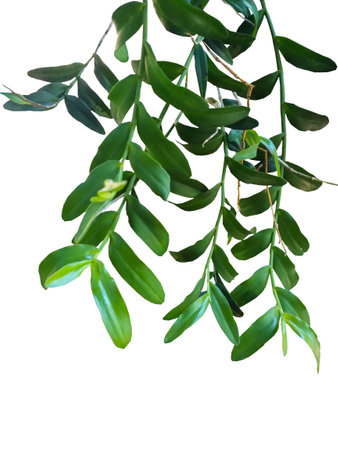 Orchid leaves on white background clipping path included. foliage tropical houseplant isolated on white backgroundの写真素材
